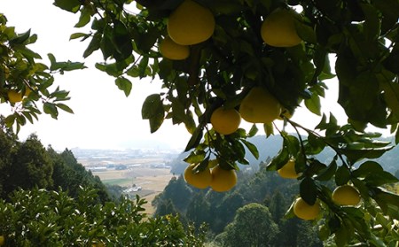 文旦 7kg（Lサイズ）贈答用 【特別栽培・農薬不使用】 文旦