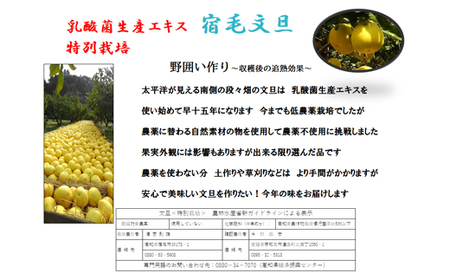 文旦 7kg（Lサイズ）贈答用 【特別栽培・農薬不使用】 文旦