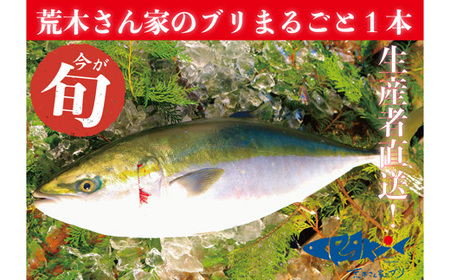 荒木さんちのブリ まるごと一本 5kg 高知県宿毛市 ポイント制ふるさと納税 ふるなびカタログ