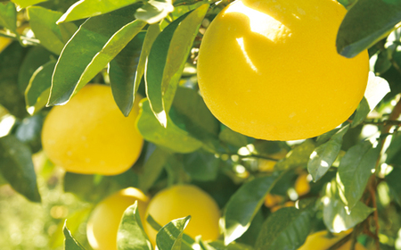 土佐文旦♪ 農家直送 大串農園 土佐文旦3.5kg家庭用 文旦 | 高知県宿毛市 | ふるさと