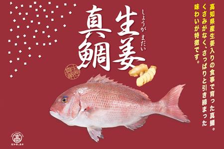 生姜真鯛 一尾（鮮魚） 真鯛