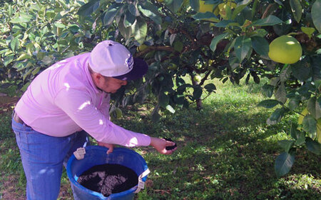 ハッピーフルーツ果樹園 電子文旦3kg贈答用 文旦