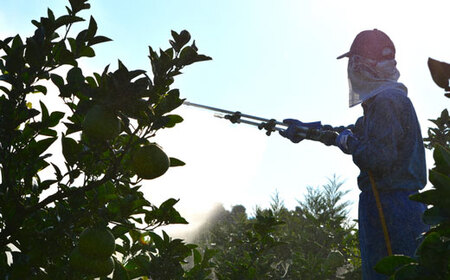 ハッピーフルーツ果樹園 電子文旦10kg贈答用 文旦