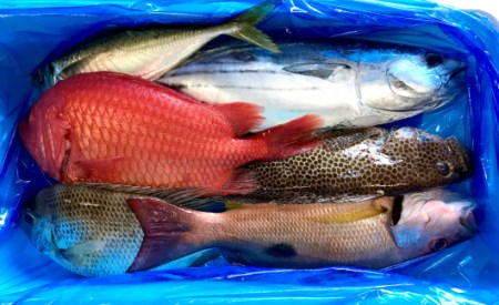 新鮮土佐魚 詰合せセットC 海鮮 海鮮