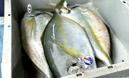 新鮮土佐魚 詰合せセットD 海鮮 海鮮