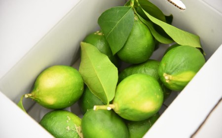 なるた果樹園の家庭用グリーンレモン　3kg