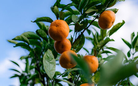 羽賀農園 温州 みかん 5kg みかん