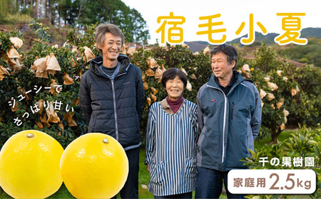 千の果樹園の宿毛小夏2.5kg・家庭用