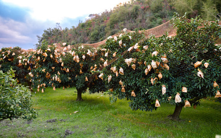 千の果樹園の宿毛小夏2.5kg・家庭用