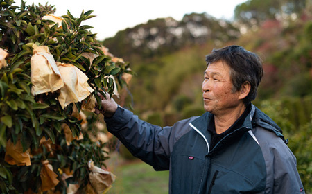 千の果樹園の宿毛小夏2.5kg・家庭用