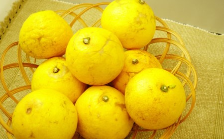 小夏 5kg【家庭用】