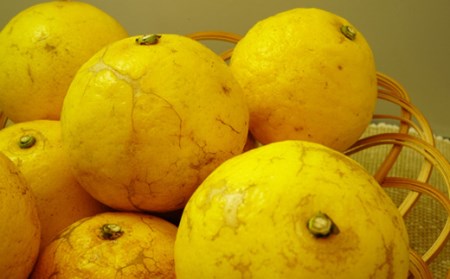 小夏 5kg【家庭用】