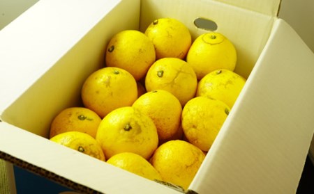 小夏 5kg【家庭用】