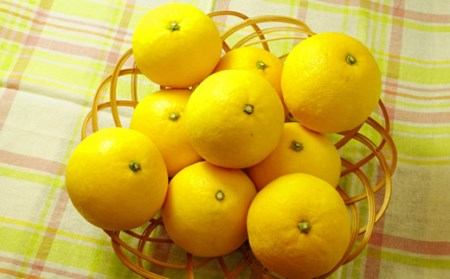 小夏 5kg【贈答用】 柑橘 小夏