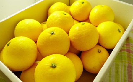 小夏 5kg【贈答用】 柑橘 小夏