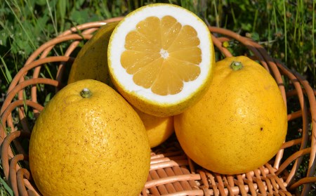 宿毛産河内晩柑家庭用5kg