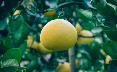 石黒定行 土佐文旦5kg贈答用 文旦