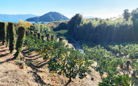 吉村農園 土佐文旦5kg(家庭用) 文旦