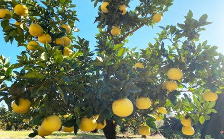 吉村農園 土佐文旦5kg(家庭用) 文旦