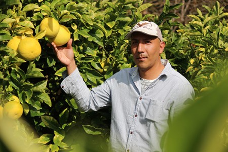 吉村農園の土佐文旦10kg(家庭用)