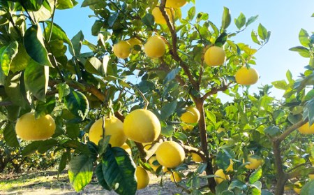 吉村農園 土佐文旦大玉5kg(贈答用) 文旦