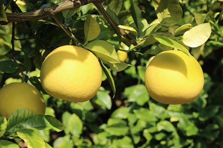 吉村農園 土佐文旦大玉10kg(贈答用) 文旦