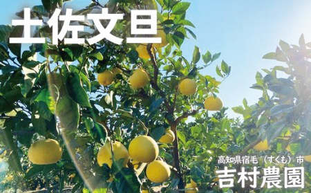吉村農園 土佐文旦大玉5kg(家庭用) 文旦