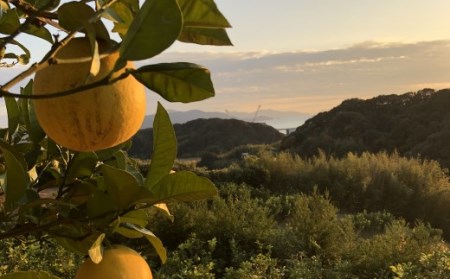 彩り柑橘園 土佐文旦 家庭用 5kg 文旦