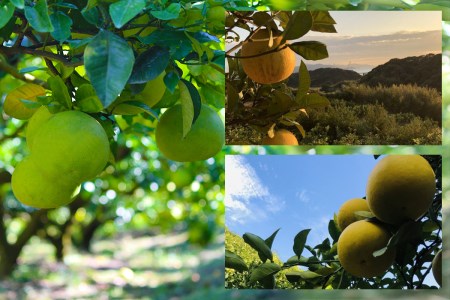 彩り柑橘園 土佐文旦 家庭用 10kg 文旦