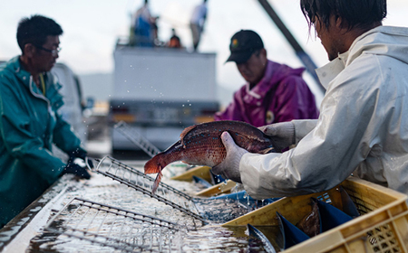 龍馬鯛 刺身用 1 2人前 約0ｇ 高知県宿毛市 ふるさと納税サイト ふるなび