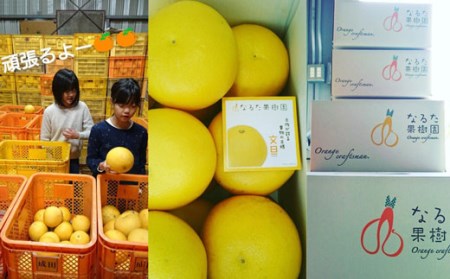 成田果樹園 土佐文旦 10kg(大玉)家庭用 文旦