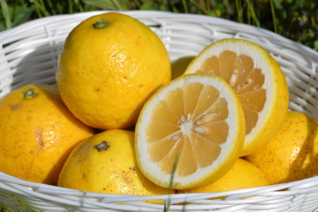 【2026年4月以降お届け分】すくも小夏5kg【家庭用】 小夏