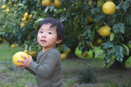 小野果樹園の文旦【家庭用】10kg