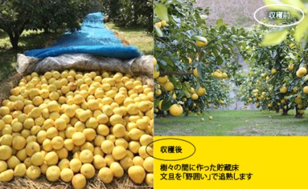 小野果樹園の文旦【家庭用】10kg