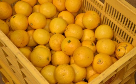 吉岡農園のすくも小夏3kg家庭用　2L