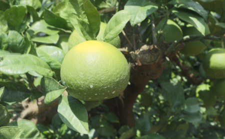 中西農園 土佐文旦10kg 家庭用(大玉) 文旦