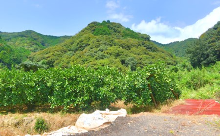 中西農園 土佐文旦10kg 家庭用(大玉) 文旦