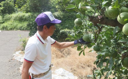中西農園 土佐文旦10kg 家庭用(大玉) 文旦