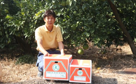 中西農園 土佐文旦10kg 家庭用(大玉) 文旦