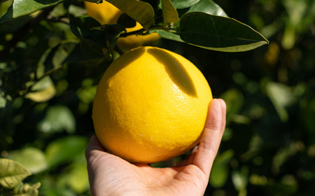 島﨑農園 土佐文旦 3kg 贈答用