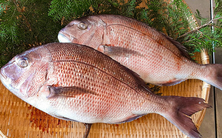 ブリと真鯛 贅沢セット ブリ