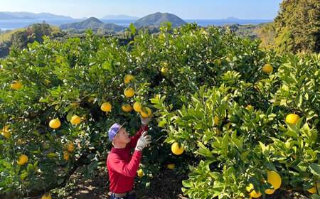 チャンピオン文旦5kg【家庭用】 文旦