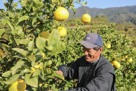 土佐文旦3kg家庭用 文旦