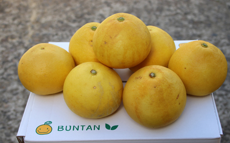 土佐文旦3kg家庭用 文旦