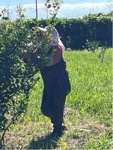 皮ごとシークワーサー果汁100%(300ml×3本セット)【R00359】