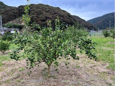 皮ごとシークワーサー果汁100%(300ml×3本セット)【R00359】