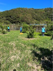 皮ごとシークワーサー果汁100%(300ml×3本セット)【R00359】