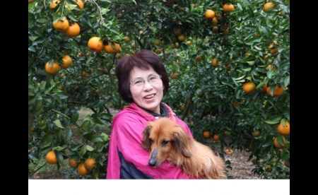 R8.1月下旬発送 ご贈答◎ ギフト◎ 完熟 足摺ぽんかん 5kg 【R01489】