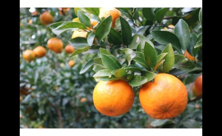 R8.1月下旬発送 ご贈答◎ ギフト◎ 完熟 足摺ぽんかん 5kg 【R01489】