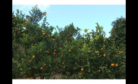 R8.1月下旬発送 ご贈答◎ ギフト◎ 完熟 足摺ぽんかん 10kg 【R01494】